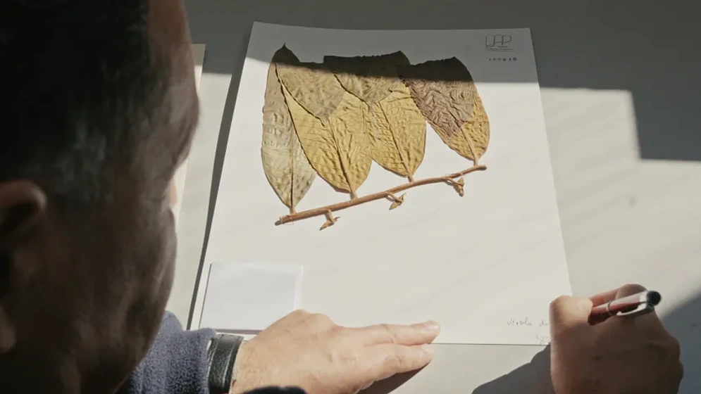 Imagen de Toroboro: The Name of the Plants