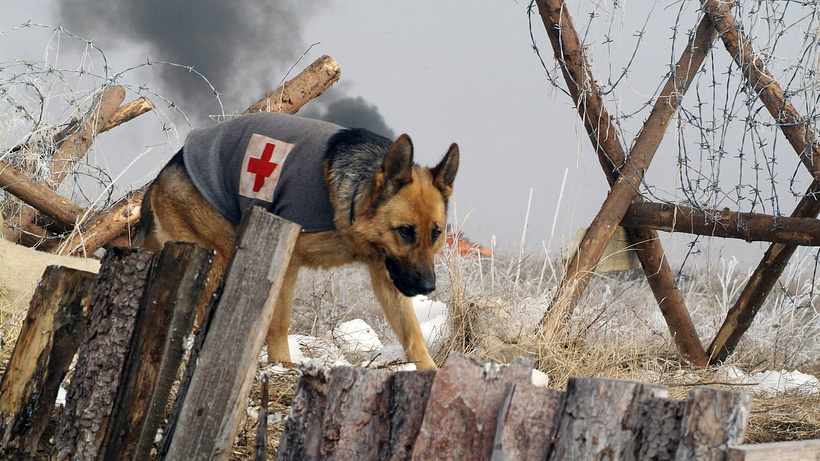 Imagen de Las nuevas aventuras de Rin Tin Tin