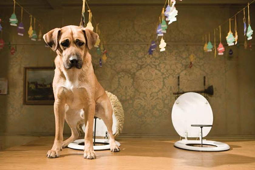 Imagen de Hotel para Perros