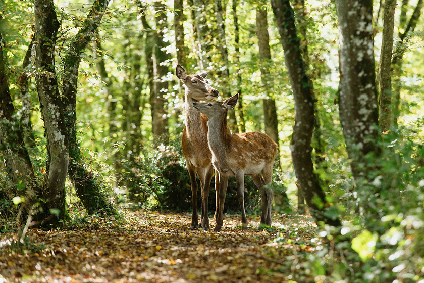 Imagen de Bambi, una Vida en el Bosque