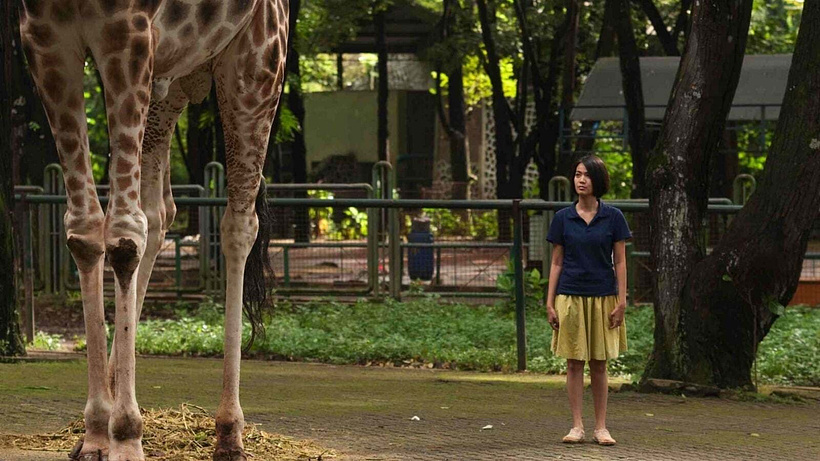 Imagen de Postcards from the zoo