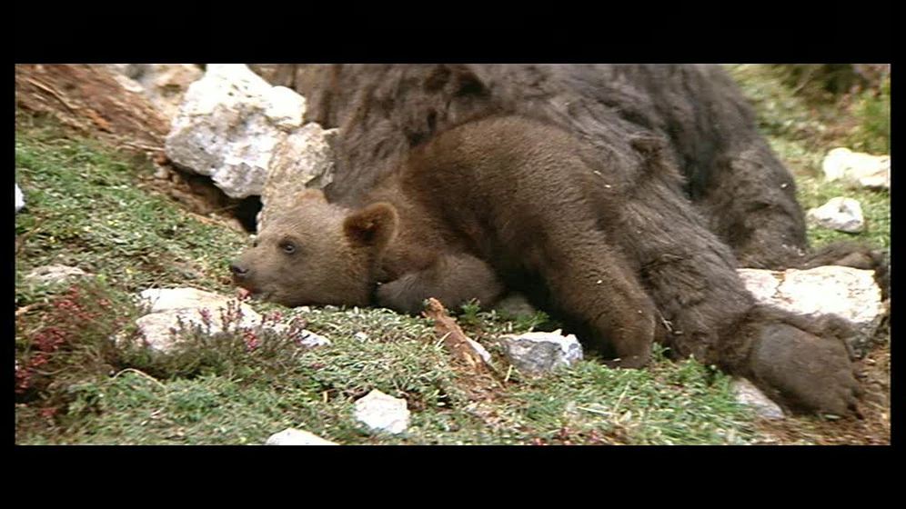 Imagen de El Oso
