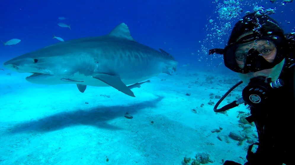 Imagen de most-wanted-sharks
