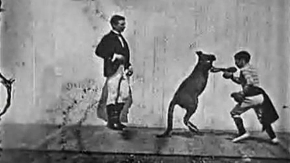 Imagen de the-boxing-kangaroo