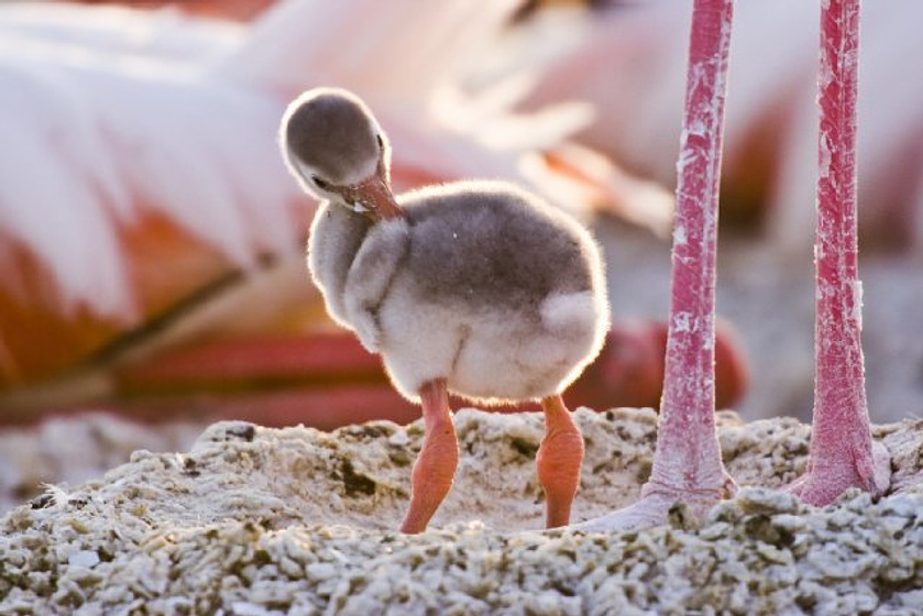 Imagen de The Crimson Wing: Mystery of the Flamingos