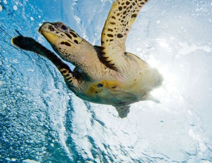 Imagen de oceanworld-3d