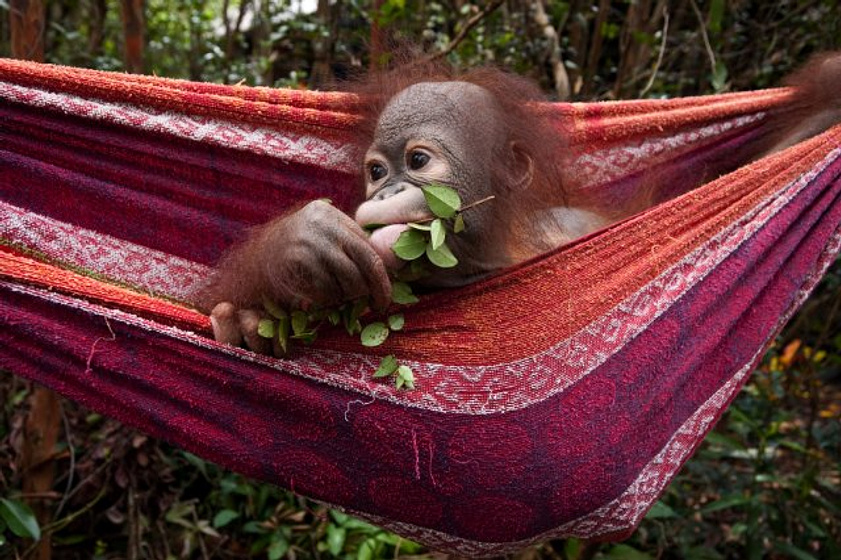 Imagen de Born to Be Wild