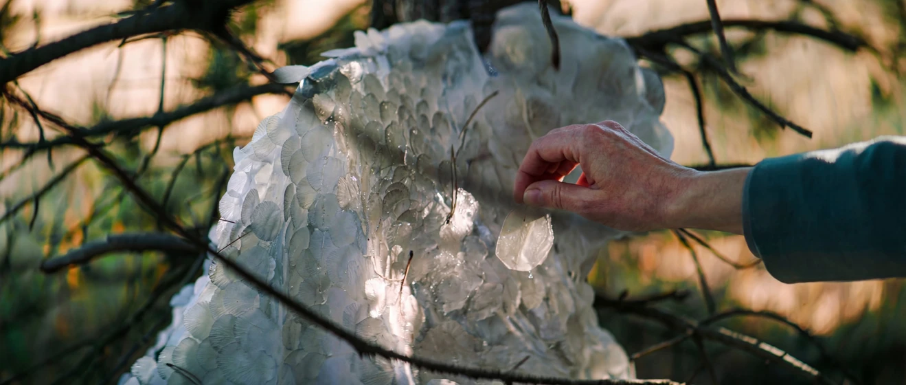 Imagen de frost-2026