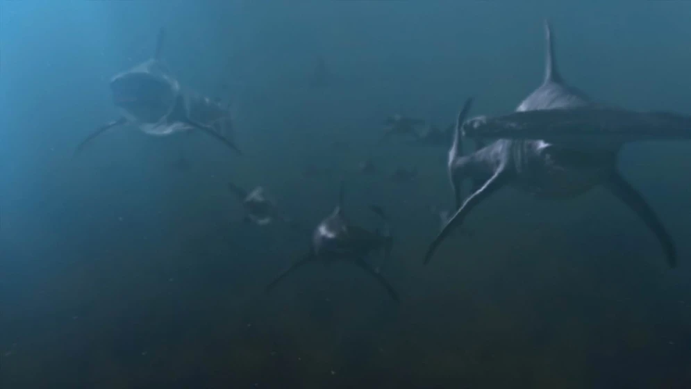 Imagen de el-planeta-de-los-tiburones