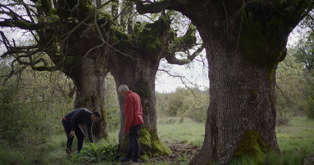 Imagen de la-sombra-del-nogal
