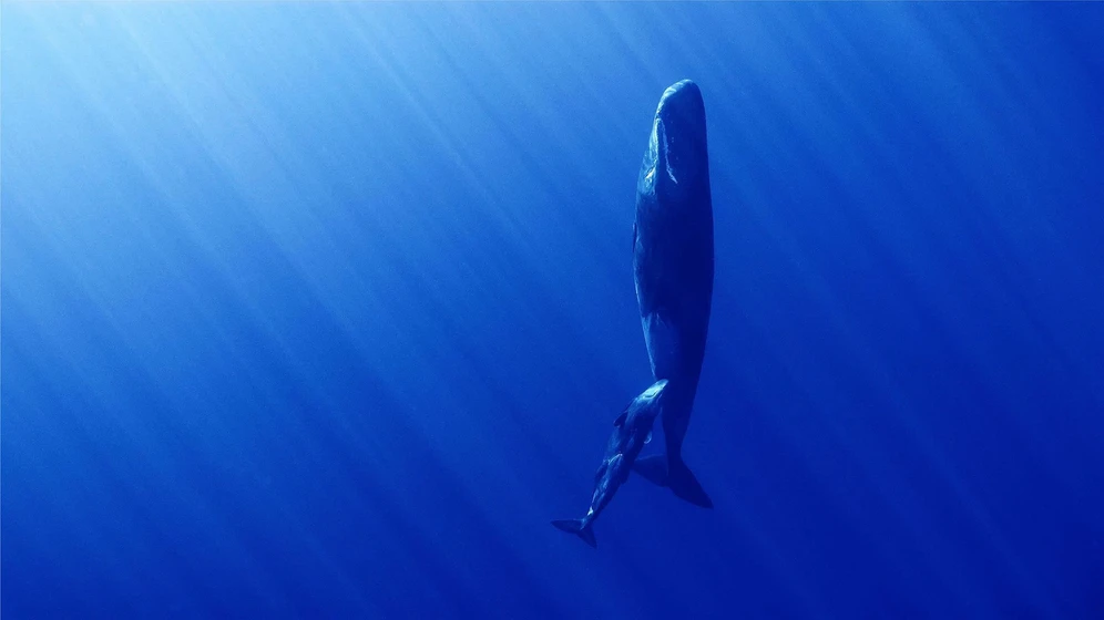 Imagen de whales-and-i
