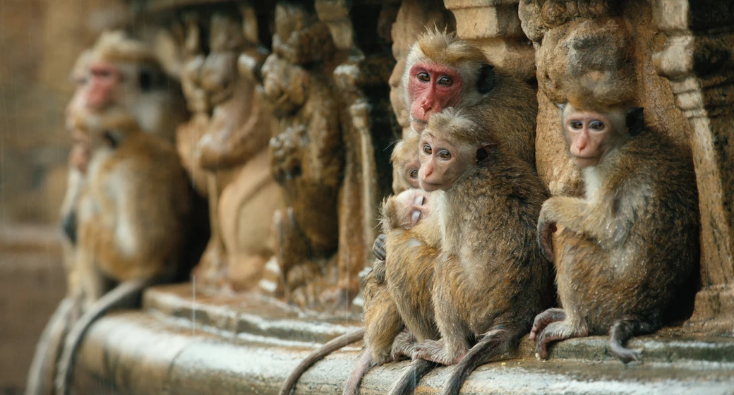 Imagen de el-reino-de-los-monos-2015
