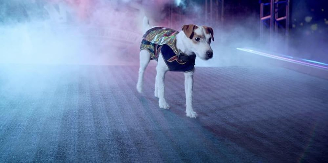 Imagen de russell-el-perro-luchador