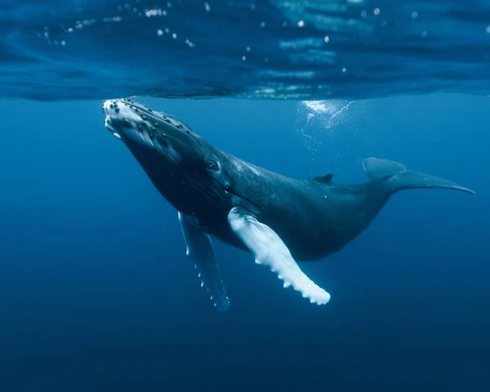 Imagen de oceanos