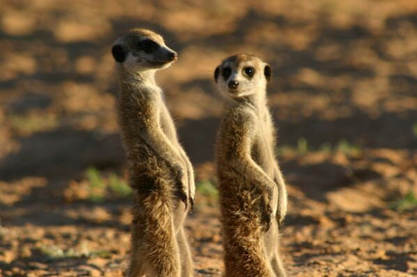 Imagen de Meerkat Manor: The story begins