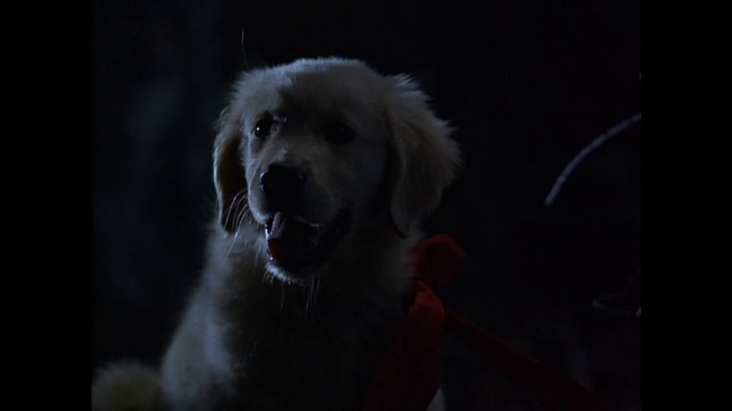 Imagen de Napoleón, el Perrito Aventurero