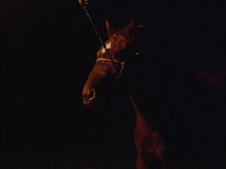 Imagen de Graveyard of Horses