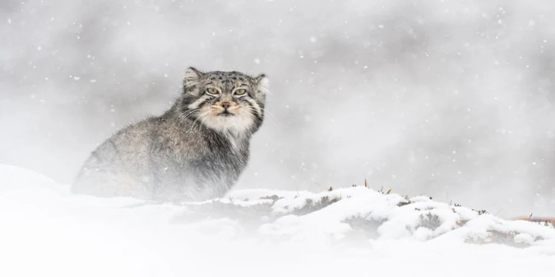 Imagen de la-pantera-de-las-nieves