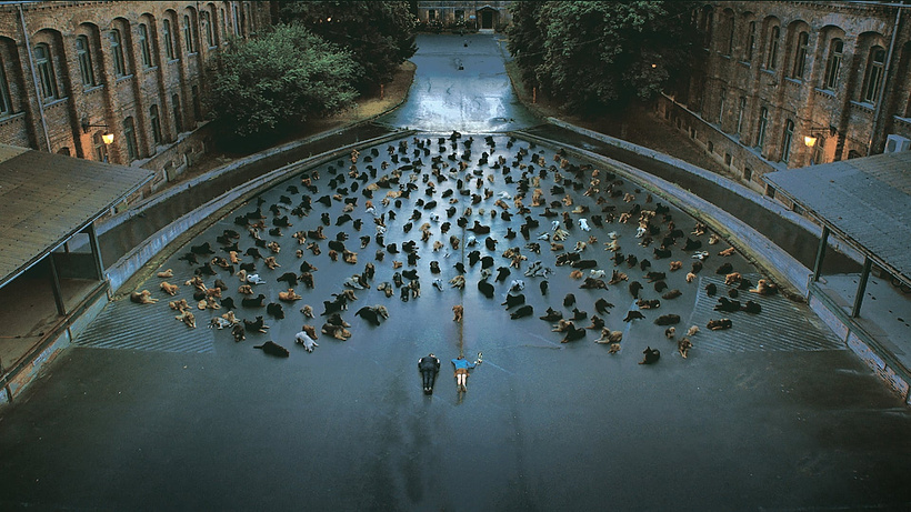 Imagen de White God