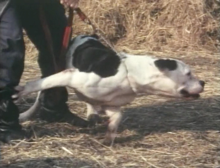 Imagen de a-little-vicious