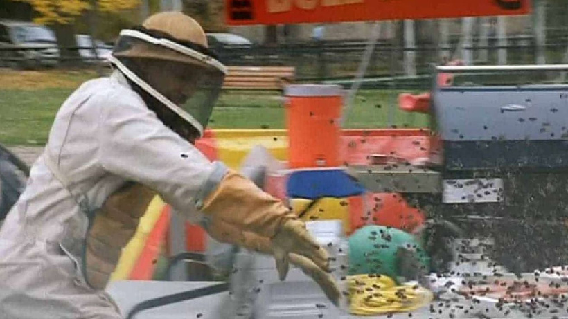 Imagen de Atrapados en el Enjambre