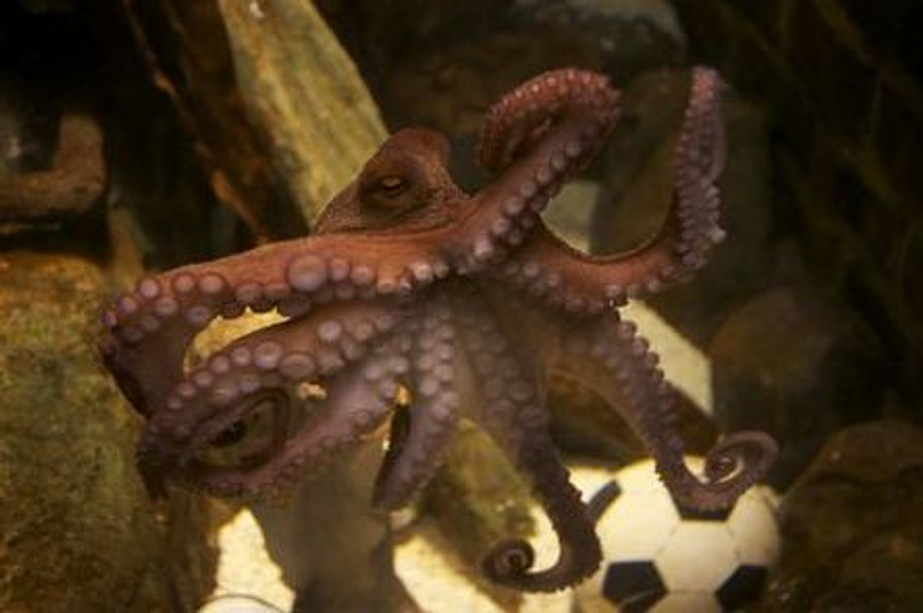 Imagen de The Life and Times of Paul the Psychic Octopus