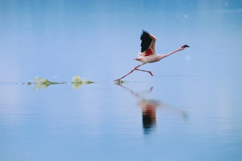 Imagen de The Crimson Wing: Mystery of the Flamingos