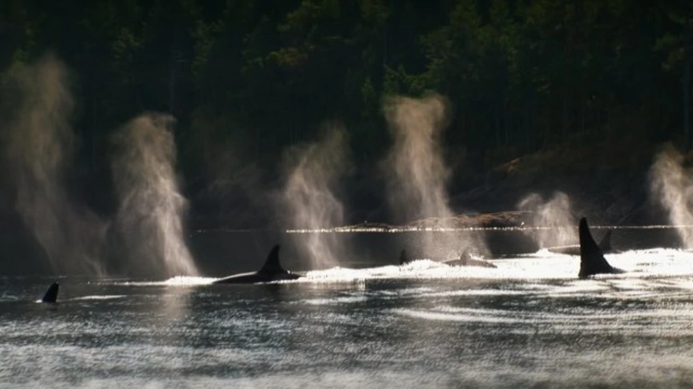 Imagen de blackfish