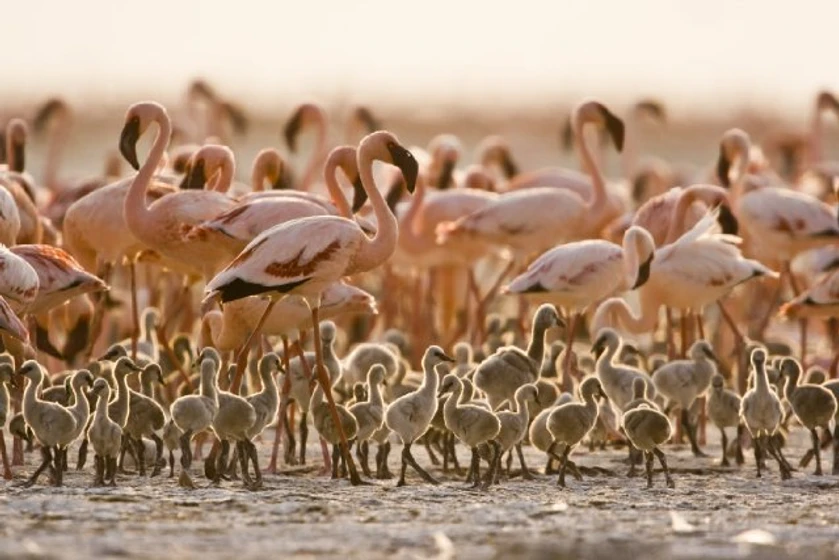 Imagen de the-crimson-wing-mystery-of-the-flamingos