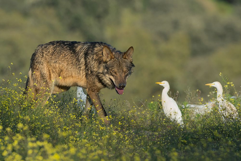 Imagen de Barbacana, la Huella del lobo