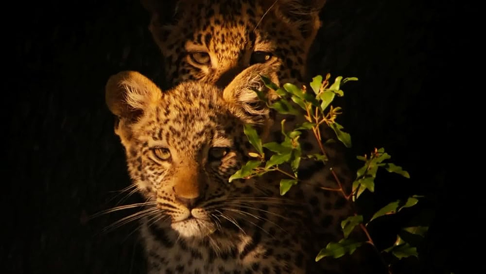 Imagen de la-vida-entre-leopardos