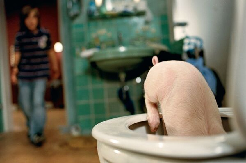 Imagen de Rudy, el cerdito de carreras