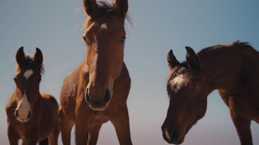 Imagen de guided-by-horses