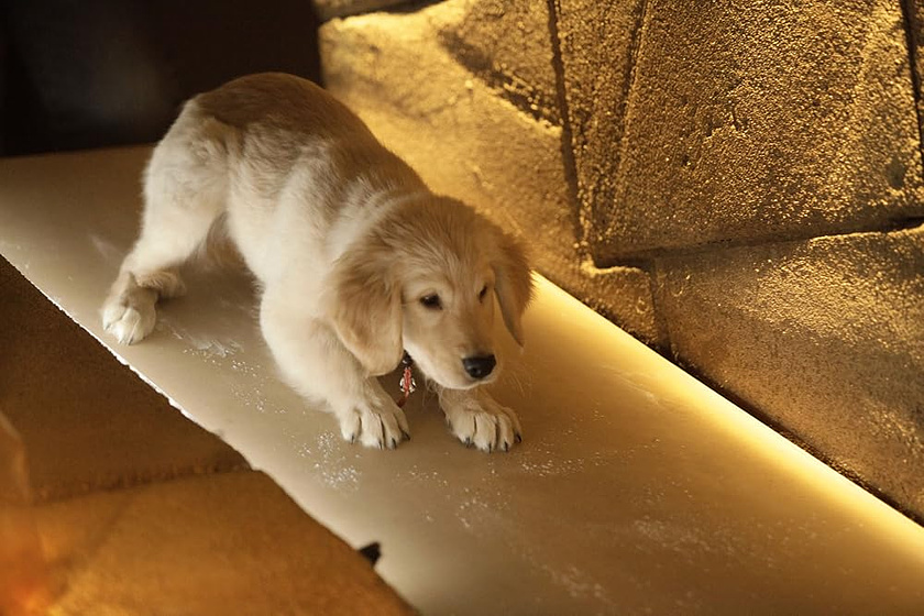 Imagen de buddies-cazadores-de-tesoros