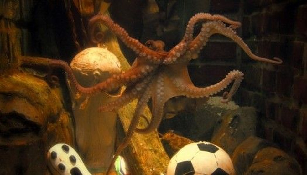 Imagen de The Life and Times of Paul the Psychic Octopus