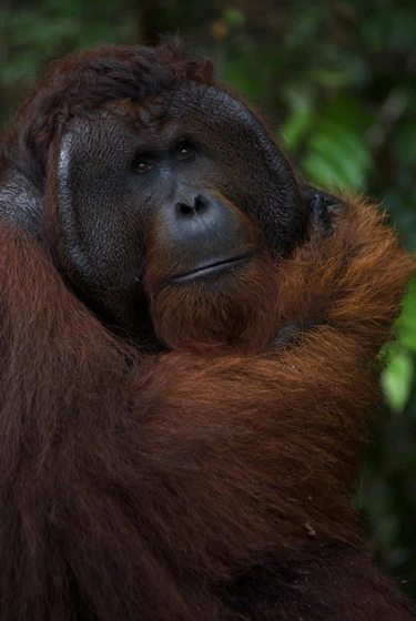 Imagen de born-to-be-wild