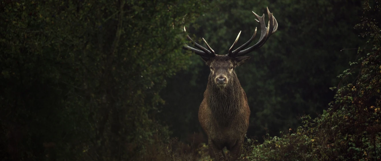 Imagen de wilding-el-regreso-de-la-naturaleza