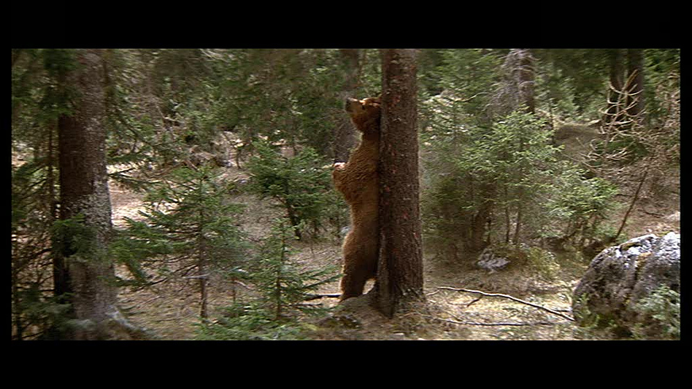 Imagen de El Oso