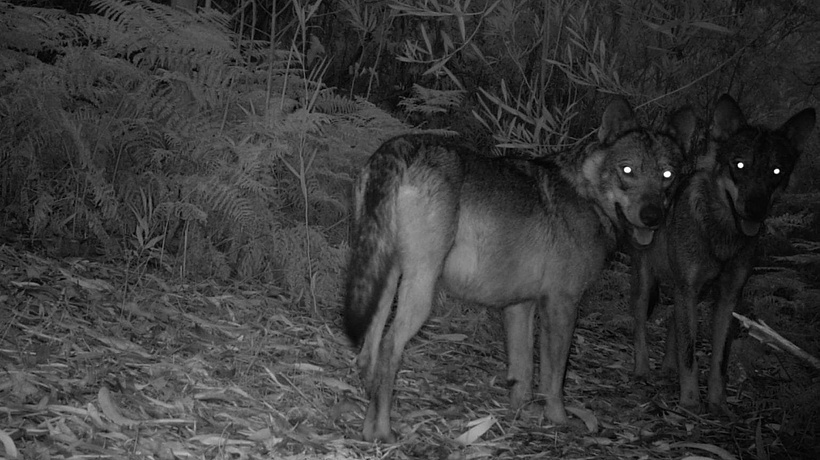 Imagen de Salvaxe, Salvaxe