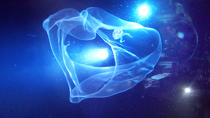 Imagen de Aliens of the Deep