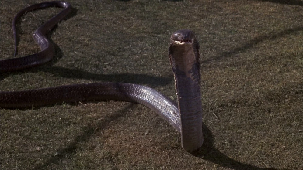 Imagen de sssssss-silbido-de-muerte