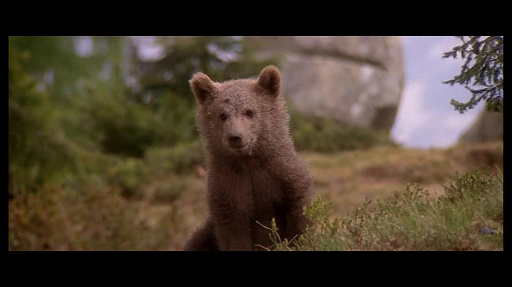 Imagen de El Oso