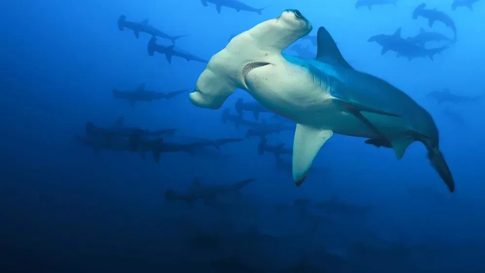 Imagen de volcanes-y-tiburones-hawaii