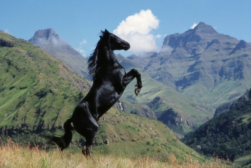 Imagen de Shetan, El Caballo del Desierto