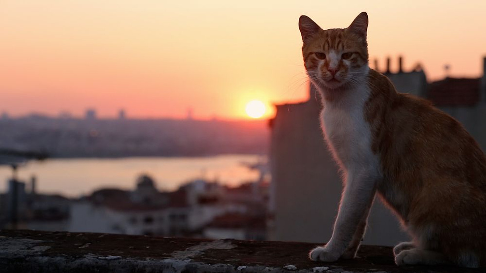 still of movie Kedi (Gatos de Estambul)