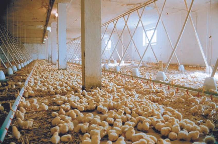 Imagen de nosotros-alimentamos-el-mundo