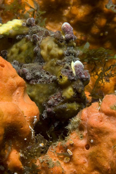 Imagen de Under the Sea 3D