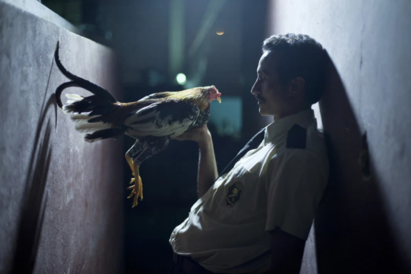 Imagen de por-las-plumas
