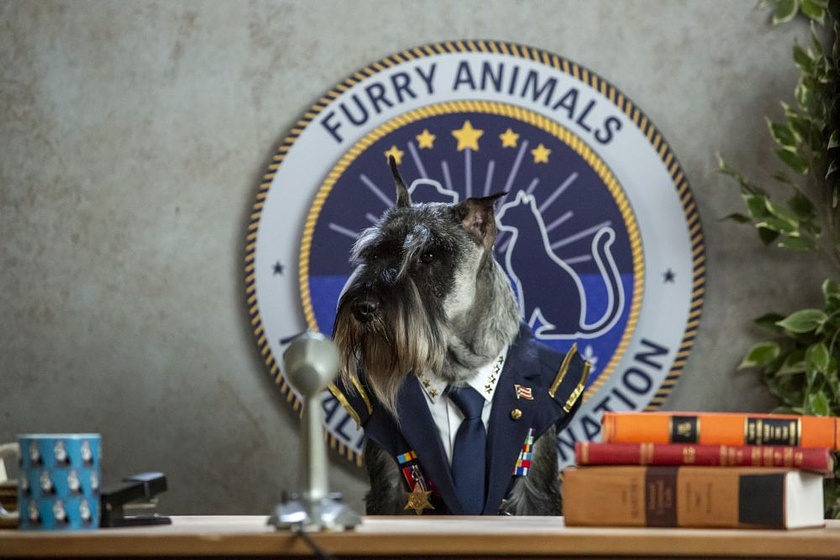 Imagen de Como Perros y gatos. La Patrulla Unida