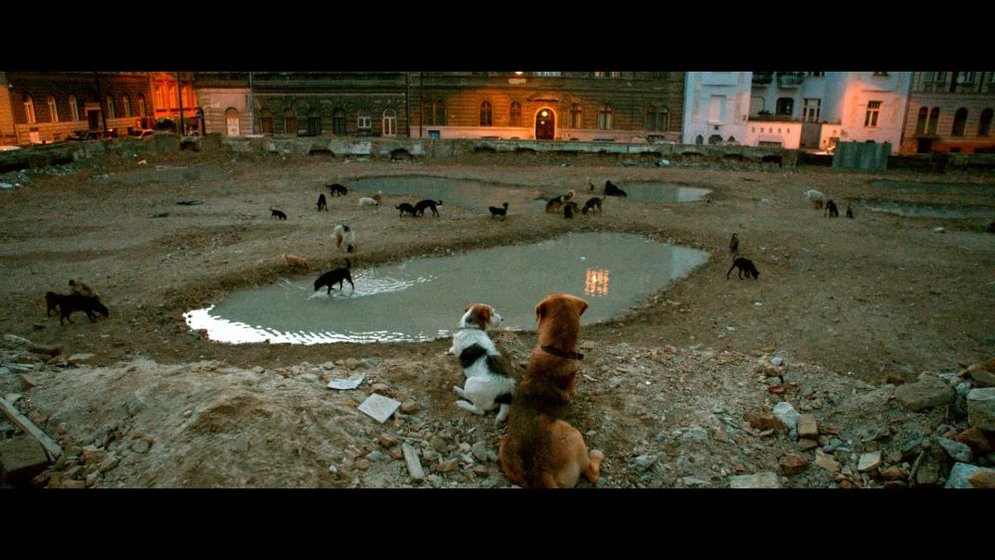Imagen de white-god